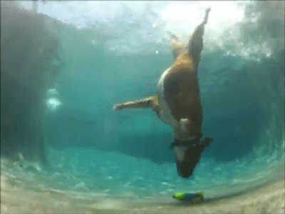 1420031586579202 Always Remember That Youll Never Be As Awesome At Life As These 7 Animals