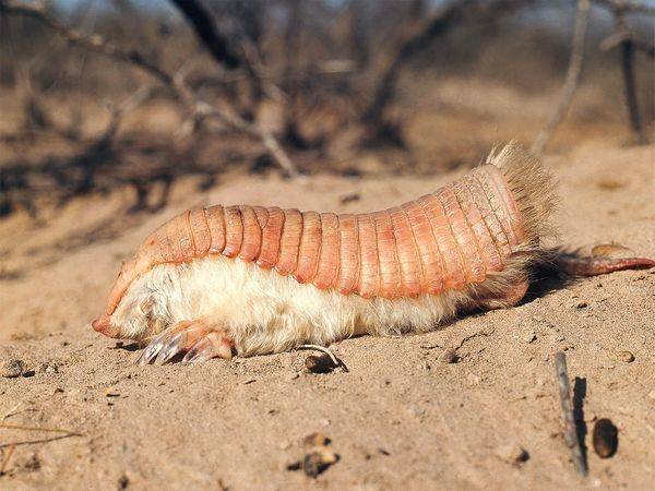 1420032285886743 We Couldnt Get Enough Of These 10 Downright Bizarre Animals In 2014