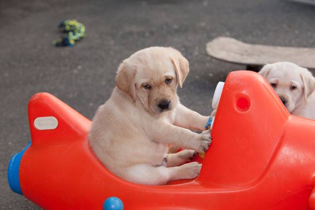 1420032362297776 If Youre A Dog Owner, You Know These 21 Things Are SO TRUE About Your Pup