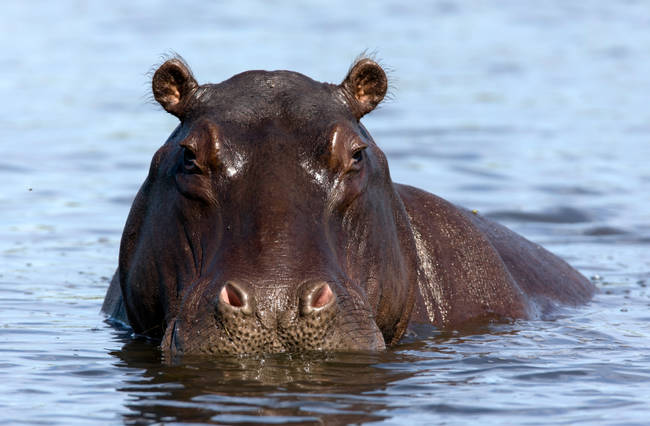 1420032370876589 Once You Realize How Terrible Nature Really Is, Youll Never Go To A Zoo Again