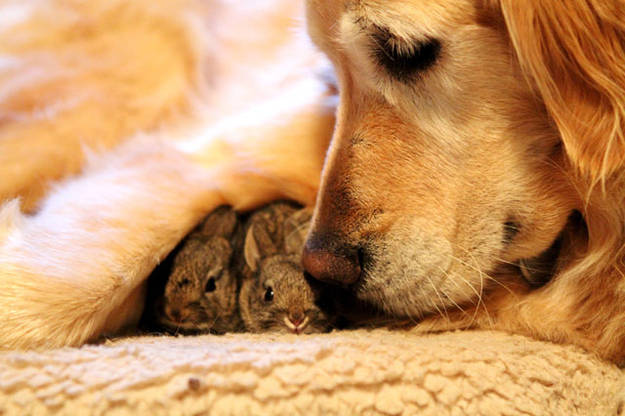 1420032411636414 The Kindness These 53 Animals Showed Each Other Will Make You Cry In Public. #32 is the Cutest!