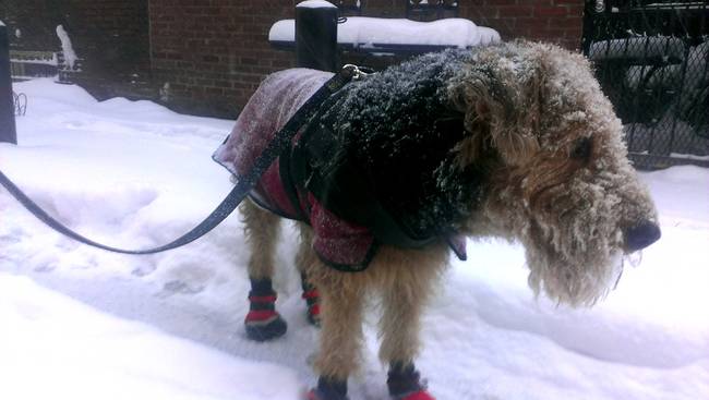 1420032491486922 These 21 Animals Are Doing A Better Job Staying Warm Than You In Winter