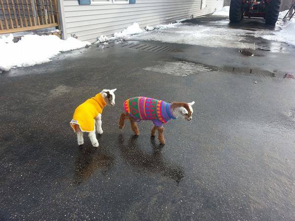 1420032495439748 These 21 Animals Are Doing A Better Job Staying Warm Than You In Winter