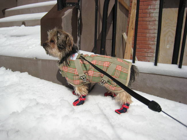 1420032495519359 These 21 Animals Are Doing A Better Job Staying Warm Than You In Winter