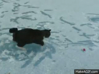 1420032600313353 Hate The Cold? These 23 Hysterical Animals Stuck On Ice Know Your Pain