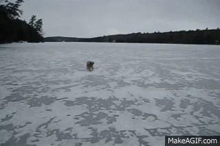 1420032600594595 Hate The Cold? These 23 Hysterical Animals Stuck On Ice Know Your Pain