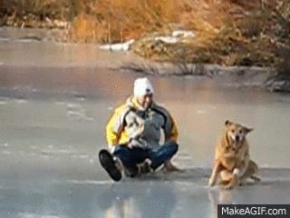 142003260355524 Hate The Cold? These 23 Hysterical Animals Stuck On Ice Know Your Pain