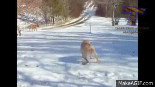 1420032603910278 Hate The Cold? These 23 Hysterical Animals Stuck On Ice Know Your Pain