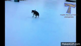 142003260459801 Hate The Cold? These 23 Hysterical Animals Stuck On Ice Know Your Pain