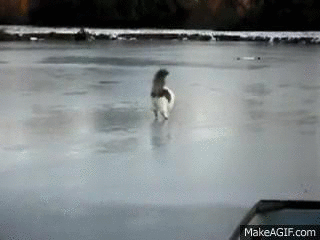 1420032606286073 Hate The Cold? These 23 Hysterical Animals Stuck On Ice Know Your Pain