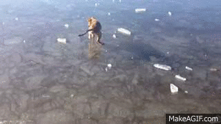 1420032606819869 Hate The Cold? These 23 Hysterical Animals Stuck On Ice Know Your Pain