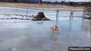1420032607356765 Hate The Cold? These 23 Hysterical Animals Stuck On Ice Know Your Pain