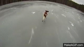 1420032607614154 Hate The Cold? These 23 Hysterical Animals Stuck On Ice Know Your Pain