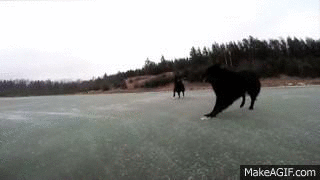 142003260860534 Hate The Cold? These 23 Hysterical Animals Stuck On Ice Know Your Pain