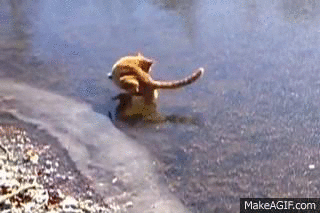 1420032609239763 Hate The Cold? These 23 Hysterical Animals Stuck On Ice Know Your Pain