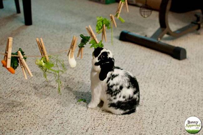 1420032645795082 Your Pets Will Go Nuts Over These 15 Simple Gifts You Can Make For Them At Home