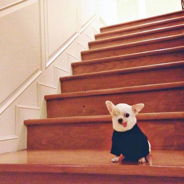 1420032739561655 14 Glorious And Adorable Pets Who Got Super Famous On Instagram