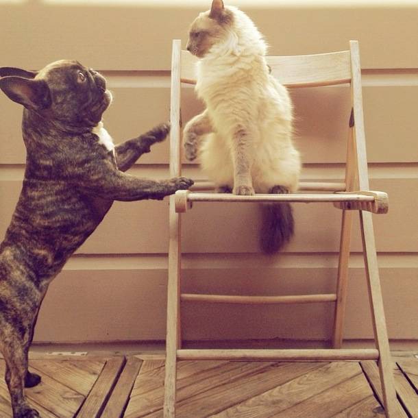 1420032741198444 14 Glorious And Adorable Pets Who Got Super Famous On Instagram