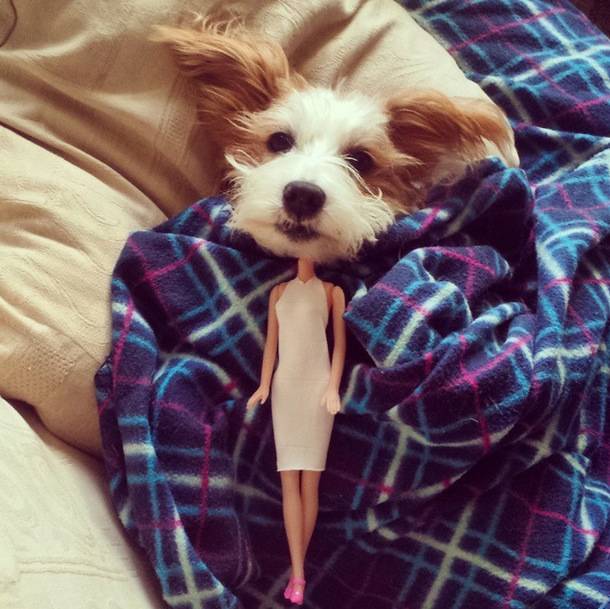1420032741210068 14 Glorious And Adorable Pets Who Got Super Famous On Instagram