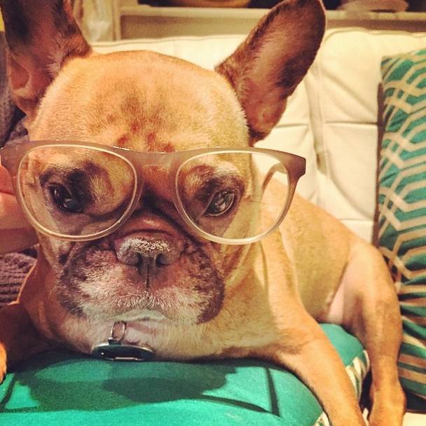 1420032743257082 14 Glorious And Adorable Pets Who Got Super Famous On Instagram