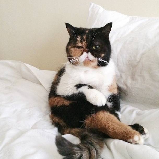 1420032743563982 14 Glorious And Adorable Pets Who Got Super Famous On Instagram