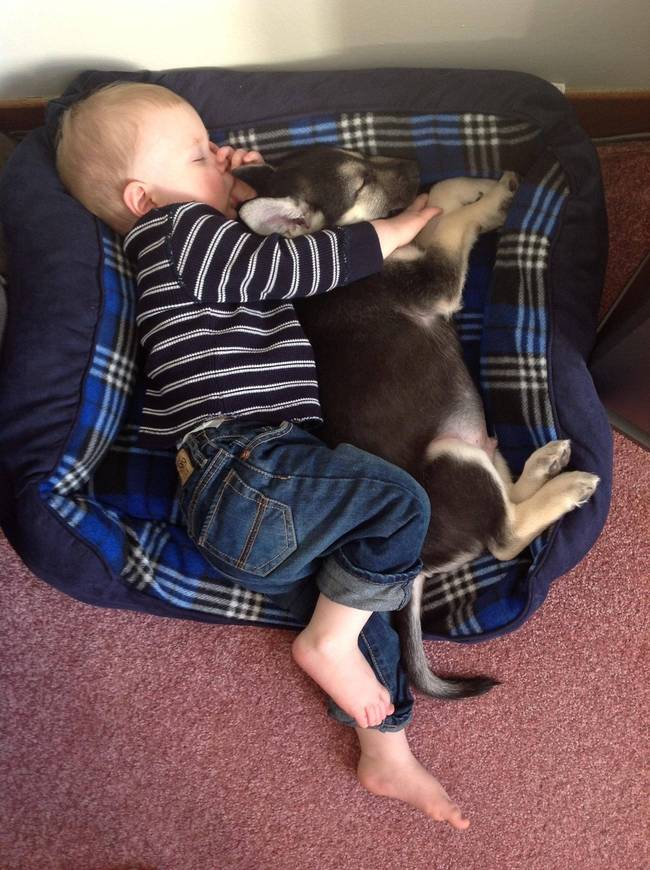1420032756534170 Here Are 13 Adorable Reasons Why You Should Let Your Kid Have A Dog