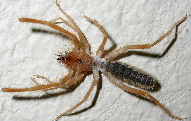 1420032771736177 Here Are 23 Freaky Creatures You Could Find Hiding In The Corners Of Your House