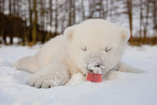 1420034083495530 What Happened When 15 Animals Experienced Snow For The Very First Time Is Hysterical