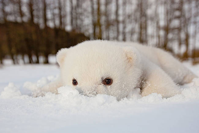 1420034083523545 What Happened When 15 Animals Experienced Snow For The Very First Time Is Hysterical