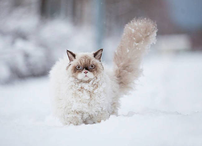 1420034083598896 What Happened When 15 Animals Experienced Snow For The Very First Time Is Hysterical
