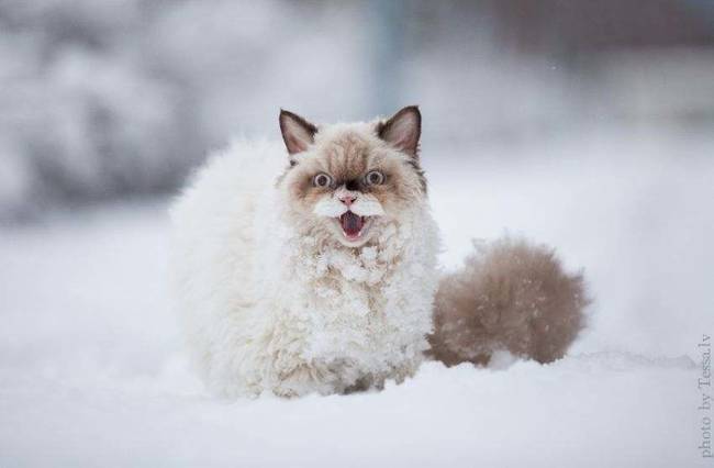 1420034083654007 What Happened When 15 Animals Experienced Snow For The Very First Time Is Hysterical