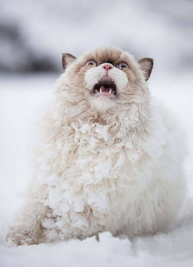 1420034085359775 What Happened When 15 Animals Experienced Snow For The Very First Time Is Hysterical