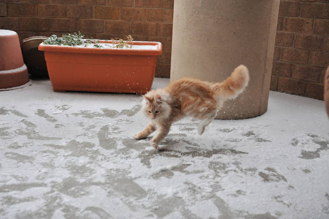 1420034085454715 What Happened When 15 Animals Experienced Snow For The Very First Time Is Hysterical