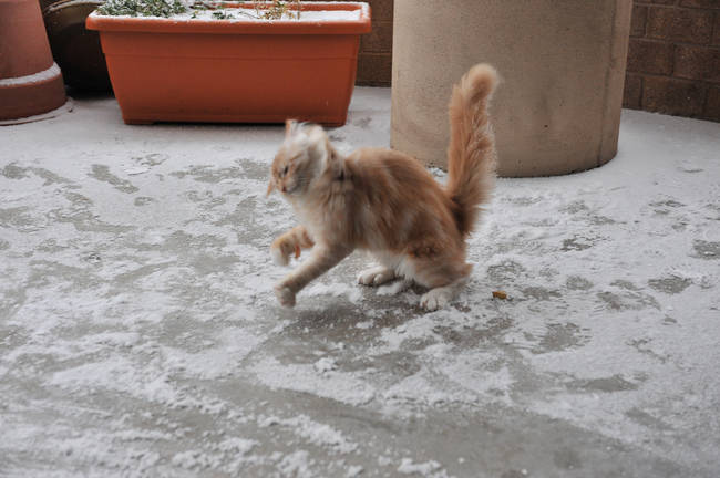 1420034085690831 What Happened When 15 Animals Experienced Snow For The Very First Time Is Hysterical