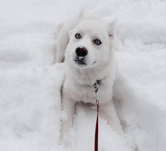 1420034085691816 What Happened When 15 Animals Experienced Snow For The Very First Time Is Hysterical