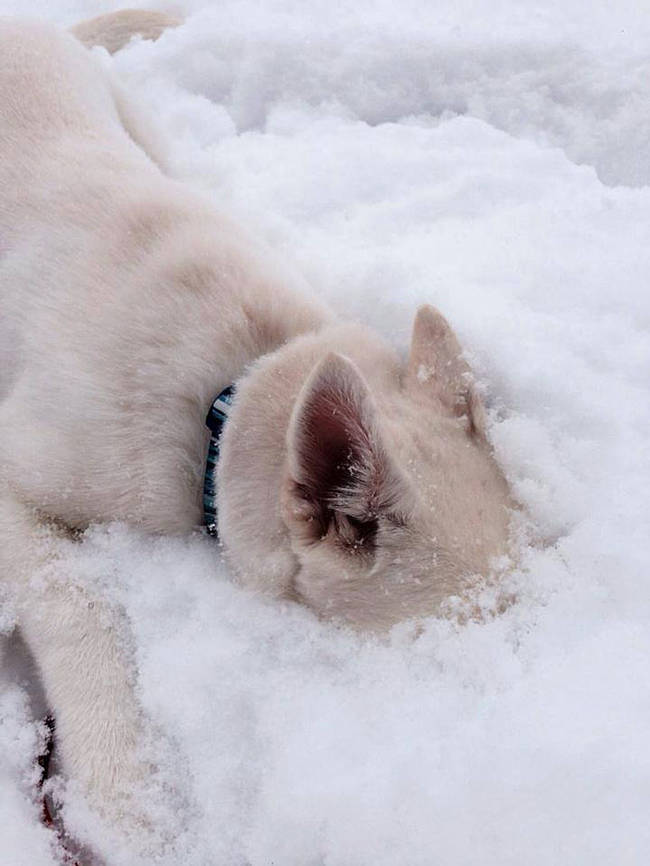 1420034085704208 What Happened When 15 Animals Experienced Snow For The Very First Time Is Hysterical
