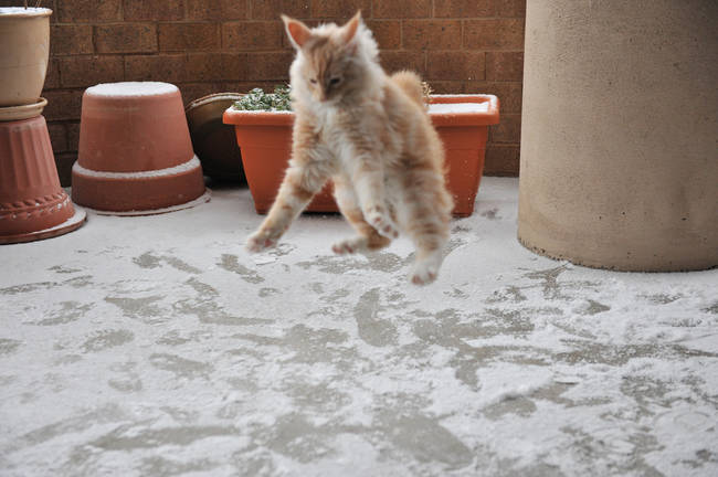 1420034085901681 What Happened When 15 Animals Experienced Snow For The Very First Time Is Hysterical