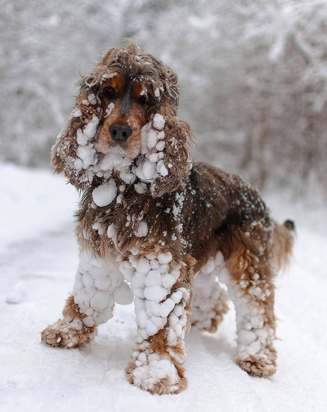 1420034087139603 What Happened When 15 Animals Experienced Snow For The Very First Time Is Hysterical