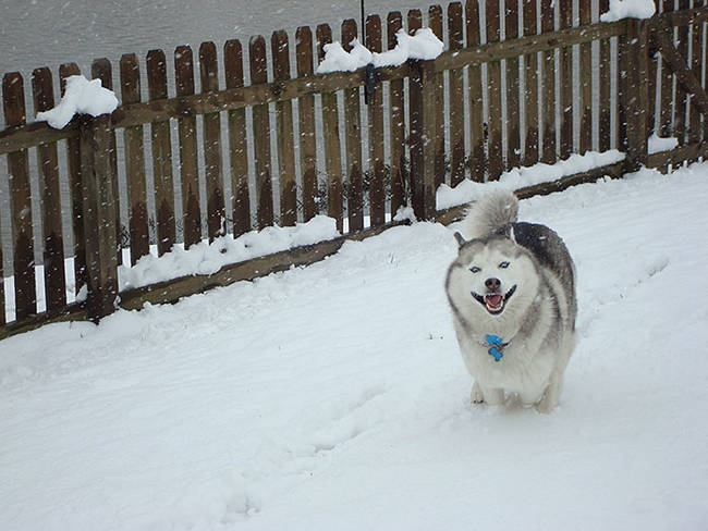 1420034087177322 What Happened When 15 Animals Experienced Snow For The Very First Time Is Hysterical