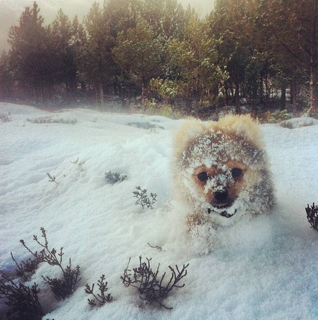 1420034087447040 What Happened When 15 Animals Experienced Snow For The Very First Time Is Hysterical