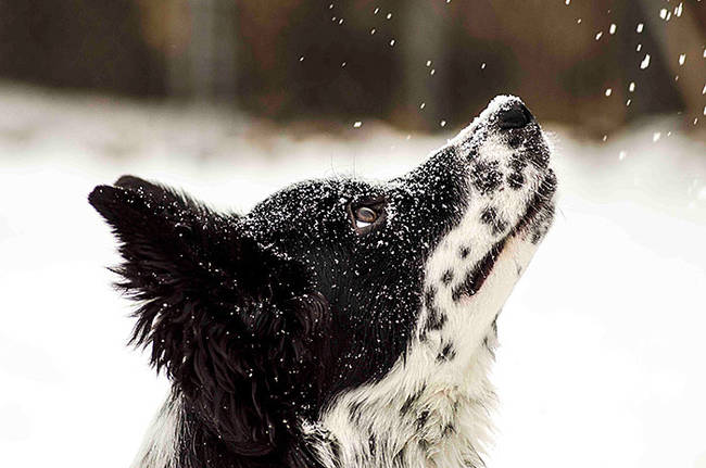 1420034087615470 What Happened When 15 Animals Experienced Snow For The Very First Time Is Hysterical