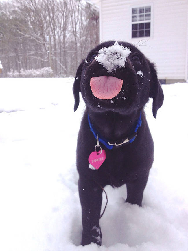 142003408781918 What Happened When 15 Animals Experienced Snow For The Very First Time Is Hysterical