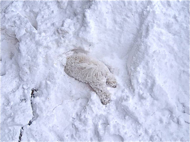 1420034087873543 What Happened When 15 Animals Experienced Snow For The Very First Time Is Hysterical