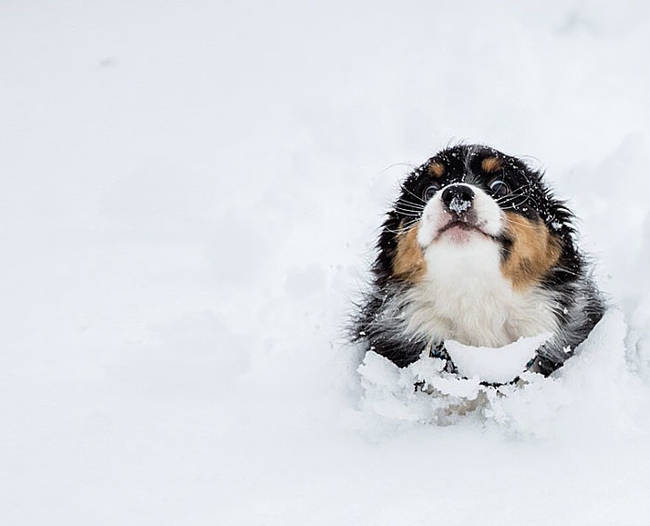 1420034087933770 What Happened When 15 Animals Experienced Snow For The Very First Time Is Hysterical