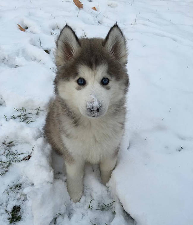 1420034087955238 What Happened When 15 Animals Experienced Snow For The Very First Time Is Hysterical