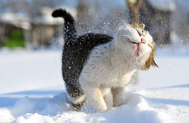 1420034088748095 What Happened When 15 Animals Experienced Snow For The Very First Time Is Hysterical
