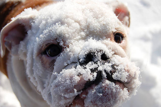 1420034088972008 What Happened When 15 Animals Experienced Snow For The Very First Time Is Hysterical