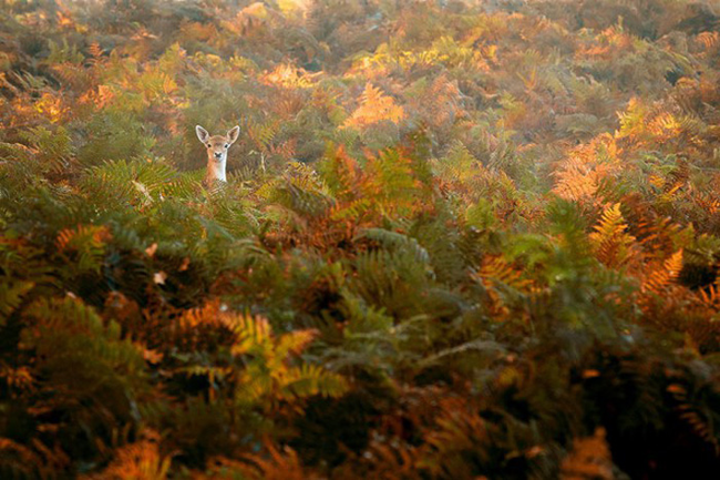 142035011243148 I Never Realized the True Beauty of Fall...Til I Saw This. Oh My.