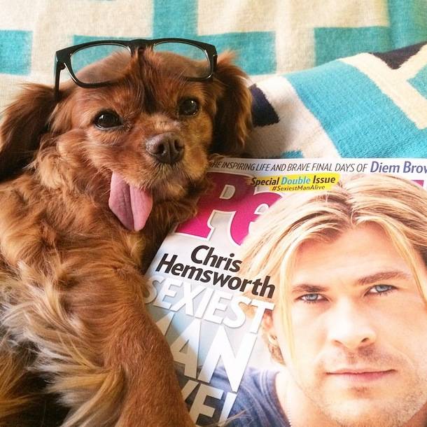 desktop 1418314632 14 Glorious And Adorable Pets Who Got Super Famous On Instagram