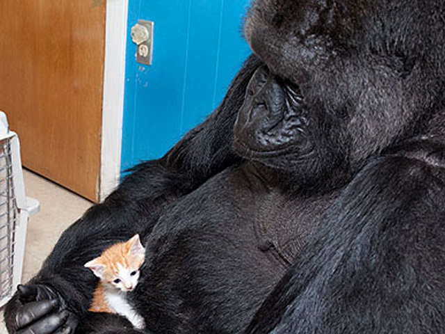  The Kindness These 53 Animals Showed Each Other Will Make You Cry In Public. #32 is the Cutest!